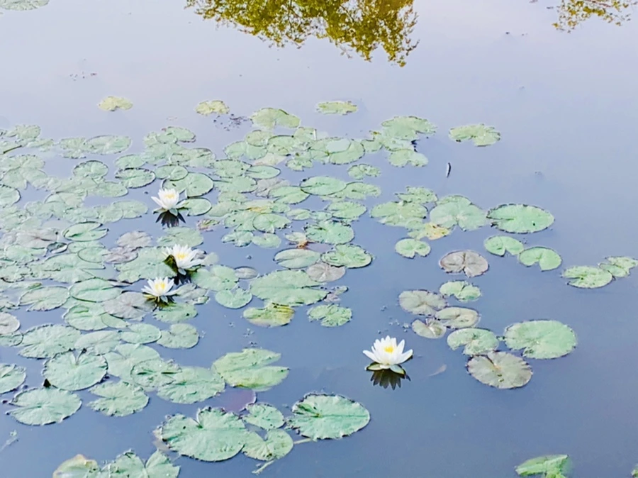 IMG_6583.jpg?type=w966