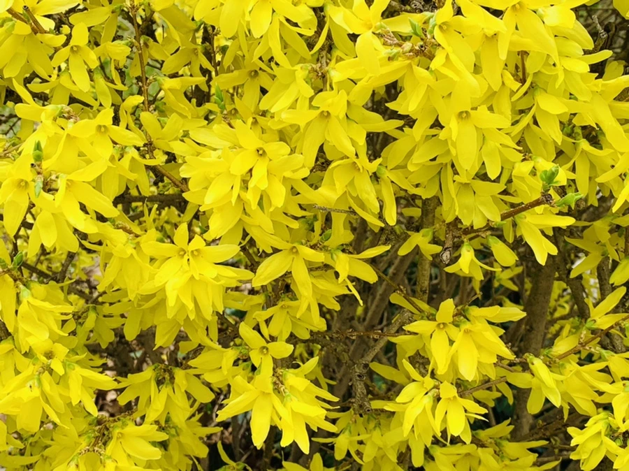 IMG_6044.jpg?type=w966