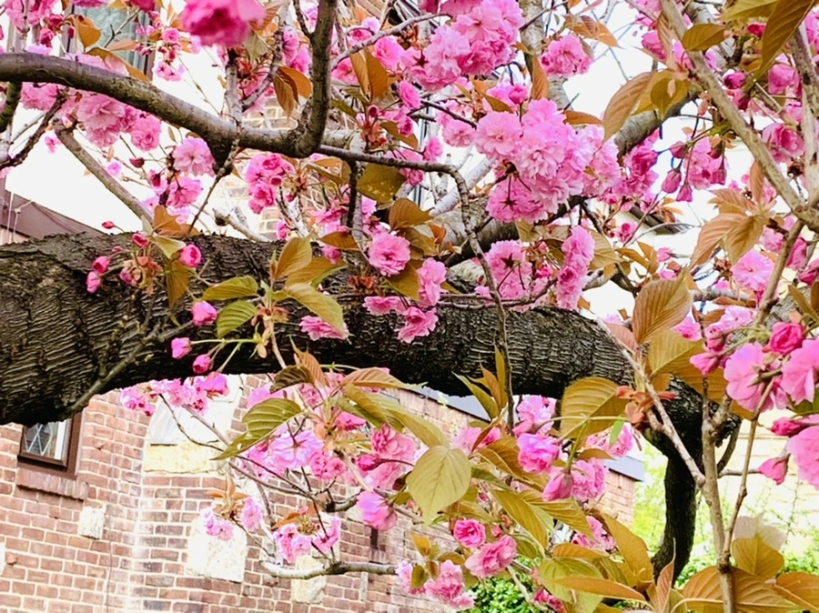 IMG_4427.jpg?type=w966