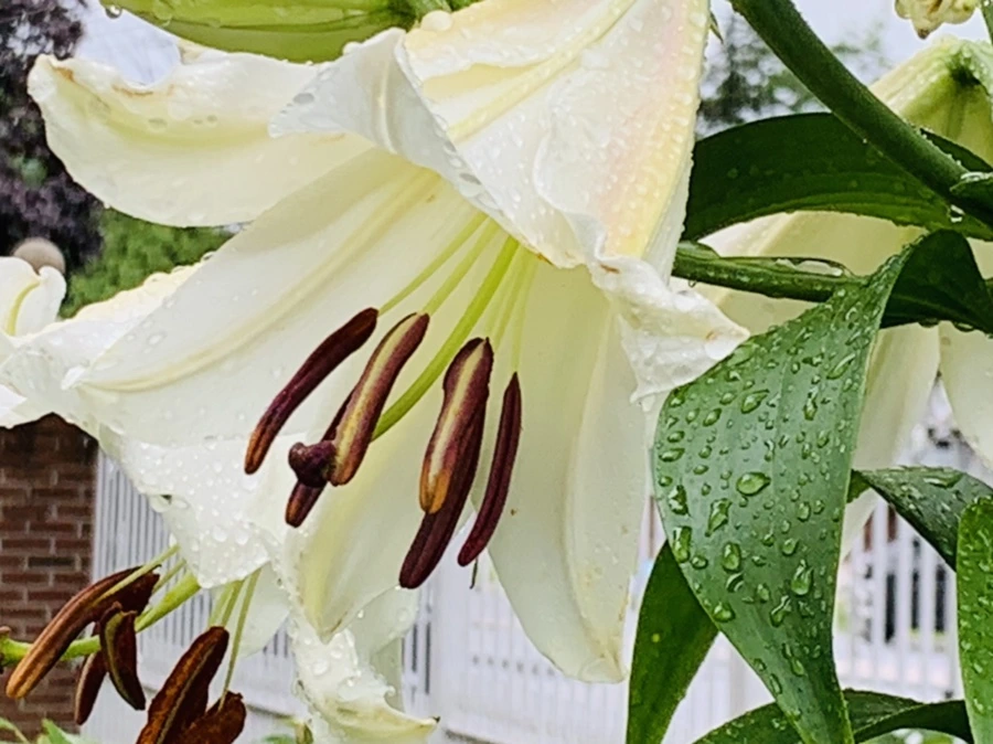 IMG_0014.jpg?type=w966