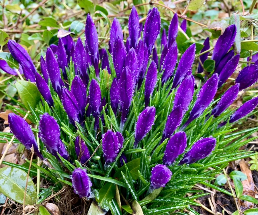 IMG_2015.jpg?type=w966