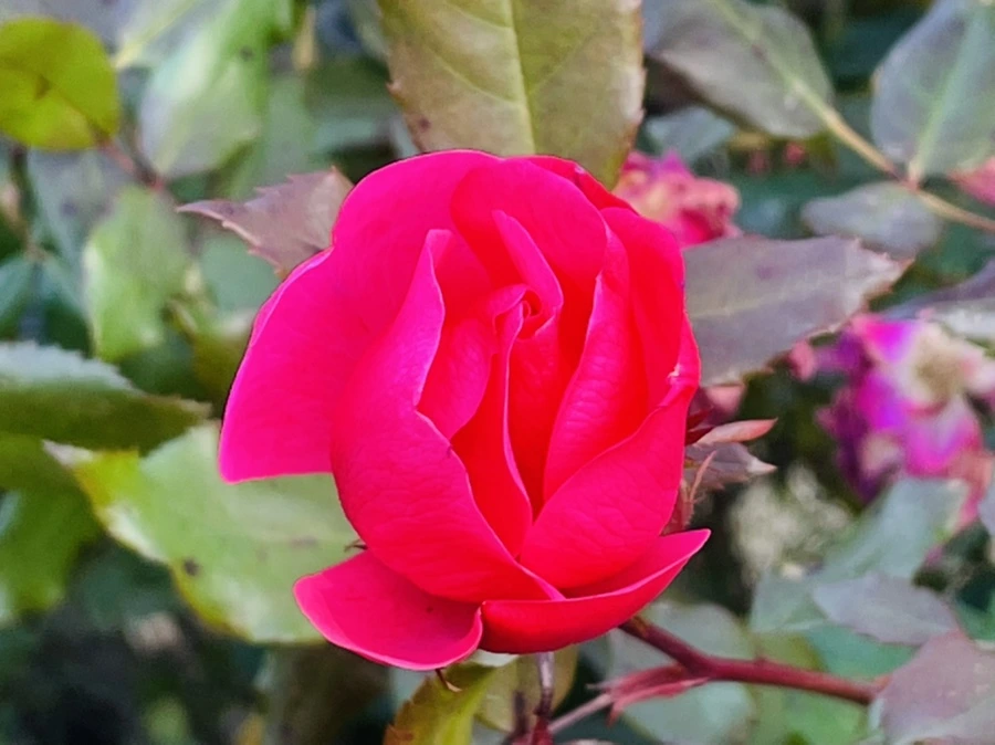 IMG_6015.jpg?type=w966