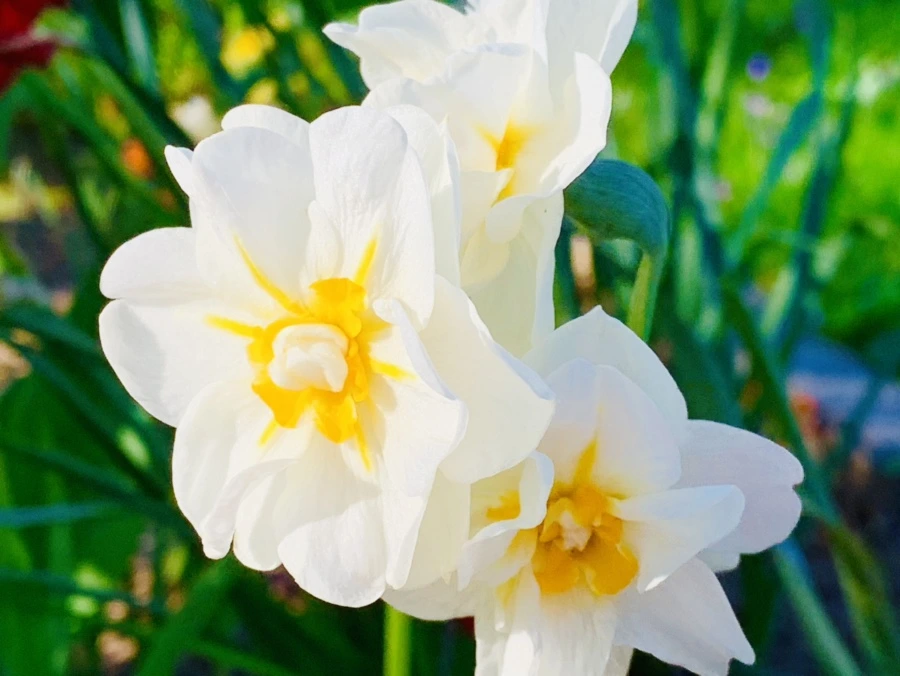 IMG_8286.jpg?type=w966