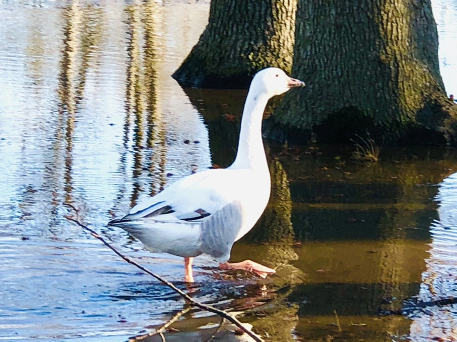 IMG_9296.jpg?type=w966