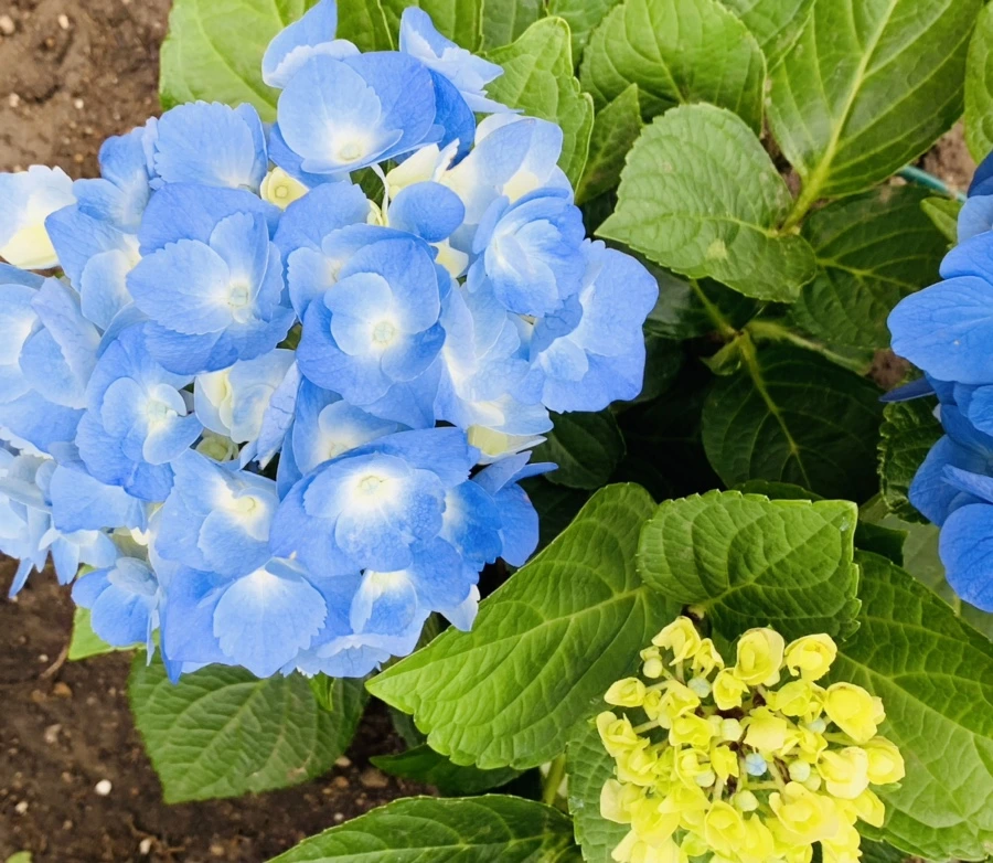 IMG_6003.jpg?type=w966