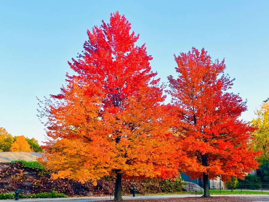 IMG_1950.jpg?type=w966