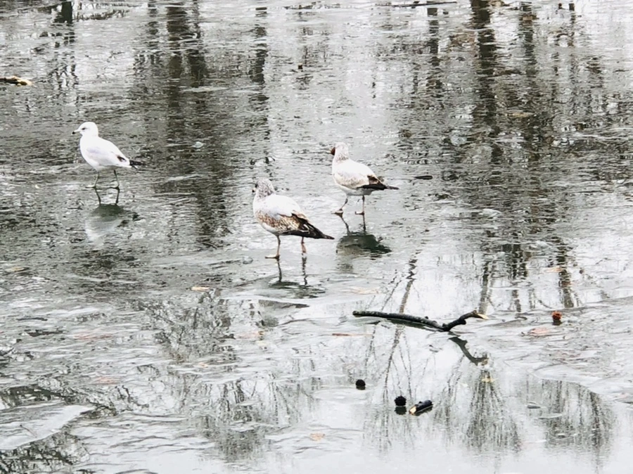 IMG_3179.jpg?type=w966