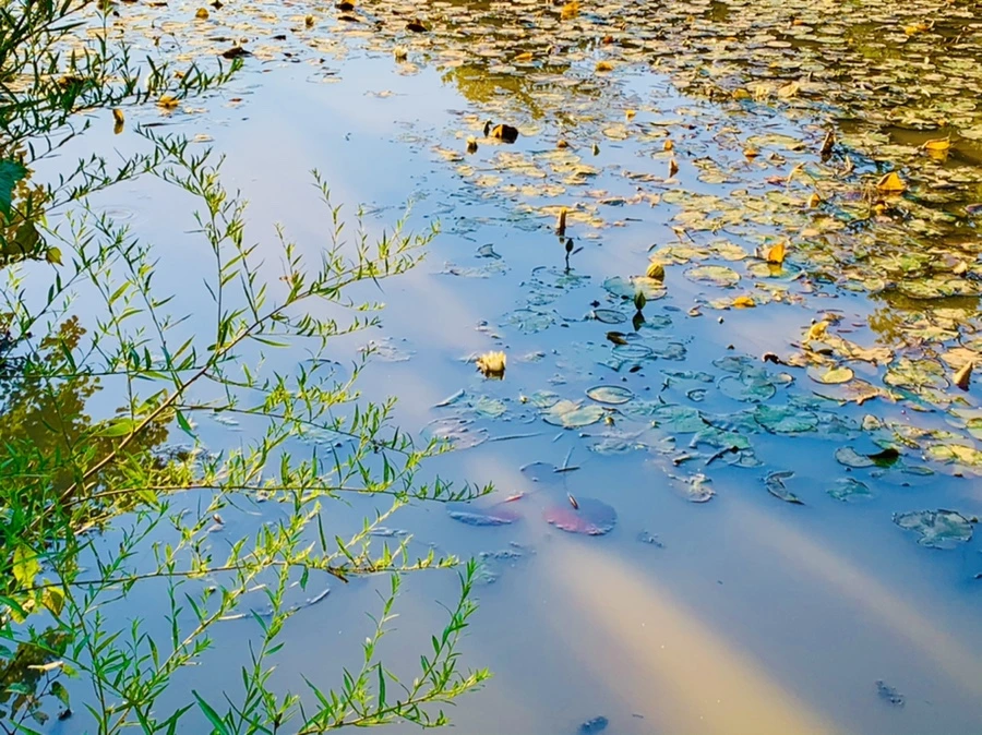 IMG_7203.jpg?type=w966