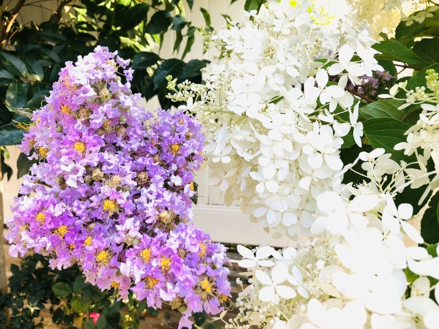 IMG_4691.jpg?type=w966