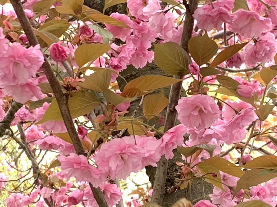 IMG_5491.jpg?type=w966