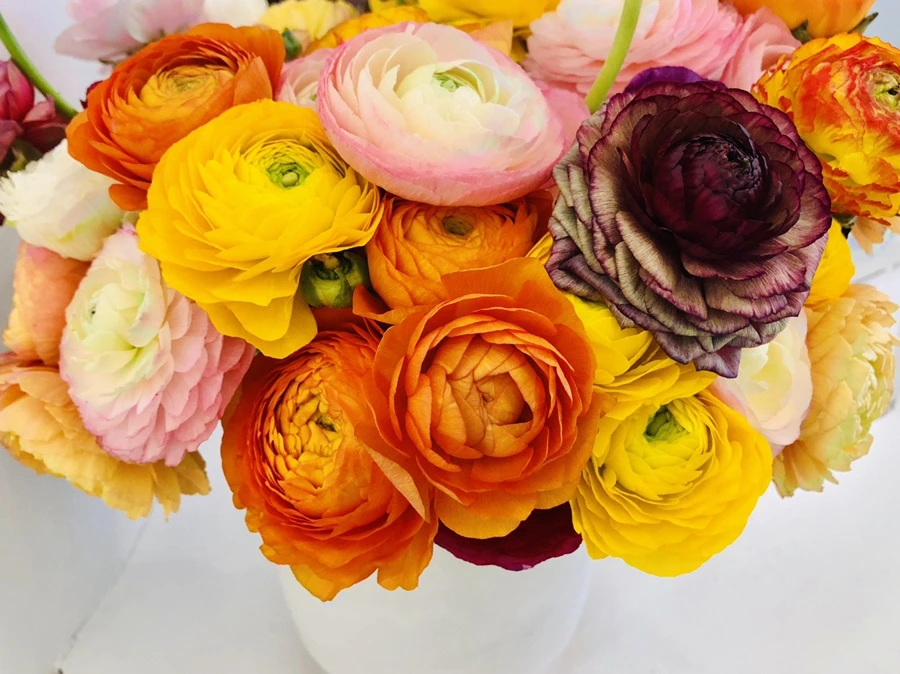 IMG_5566.jpg?type=w966