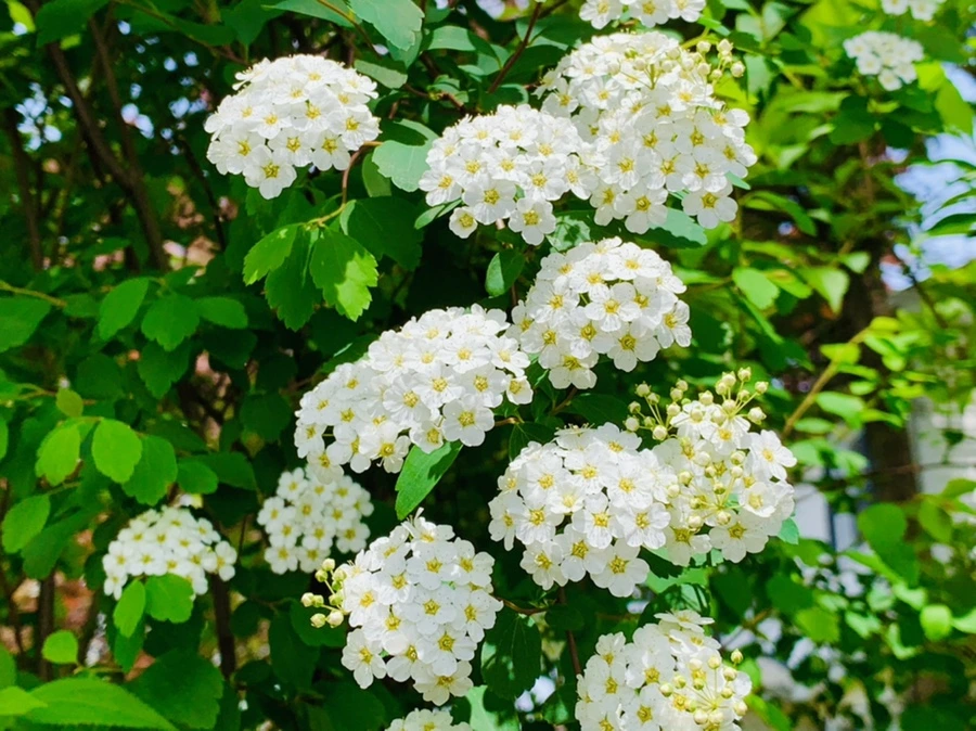 IMG_1500.jpg?type=w966