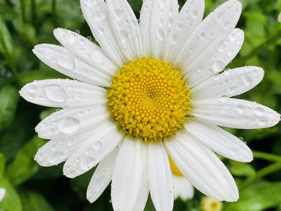 IMG_0161.jpg?type=w966