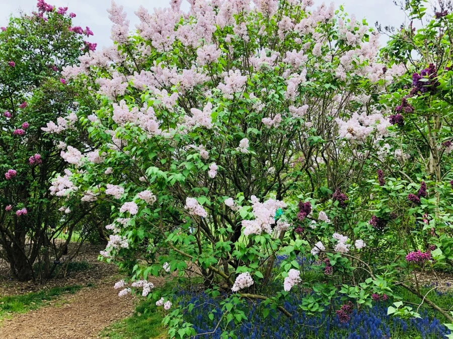 IMG_5479.jpg?type=w966