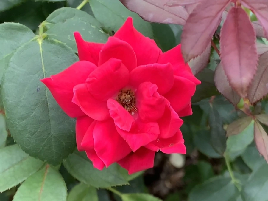 IMG_6044.jpg?type=w966