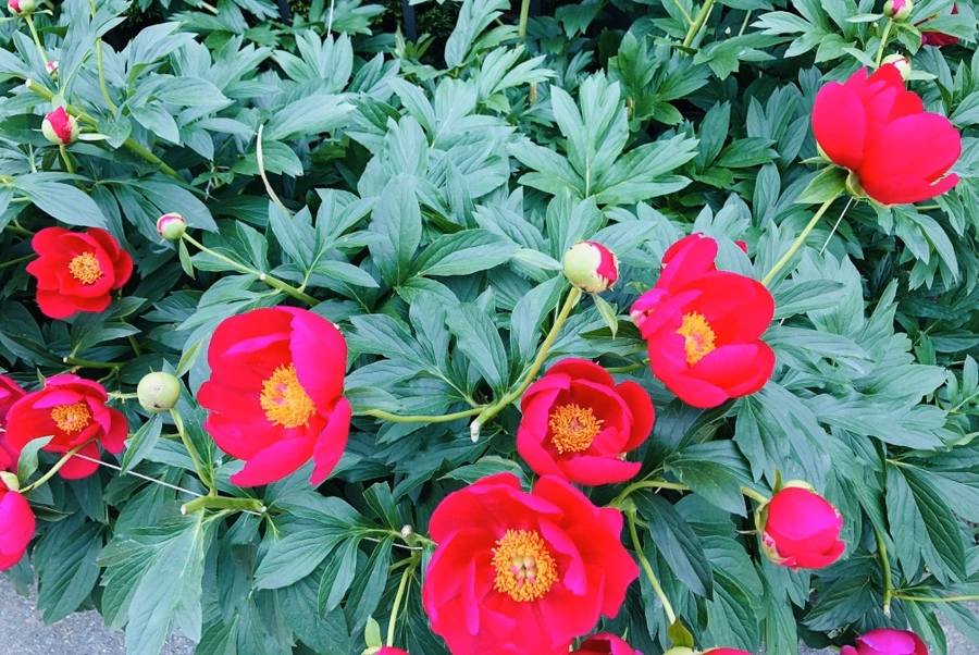 IMG_7921.jpg?type=w966