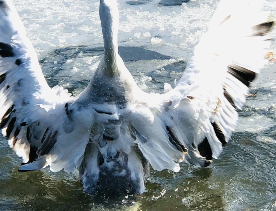 IMG_5424.jpg?type=w966