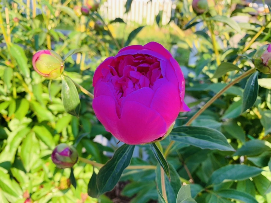 IMG_3427.jpg?type=w966