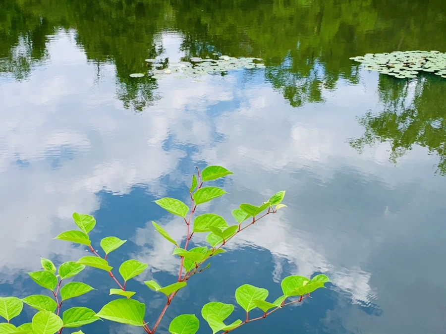 IMG_0741.jpg?type=w966