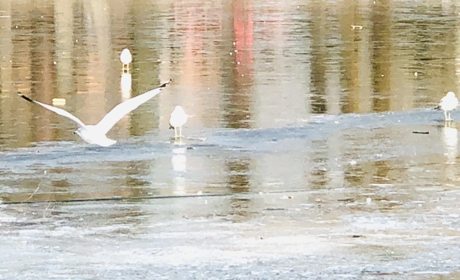 IMG_2146.jpg?type=w966