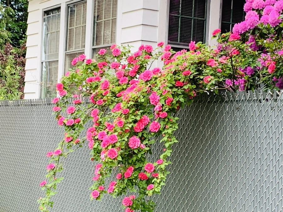 IMG_5484.jpg?type=w966