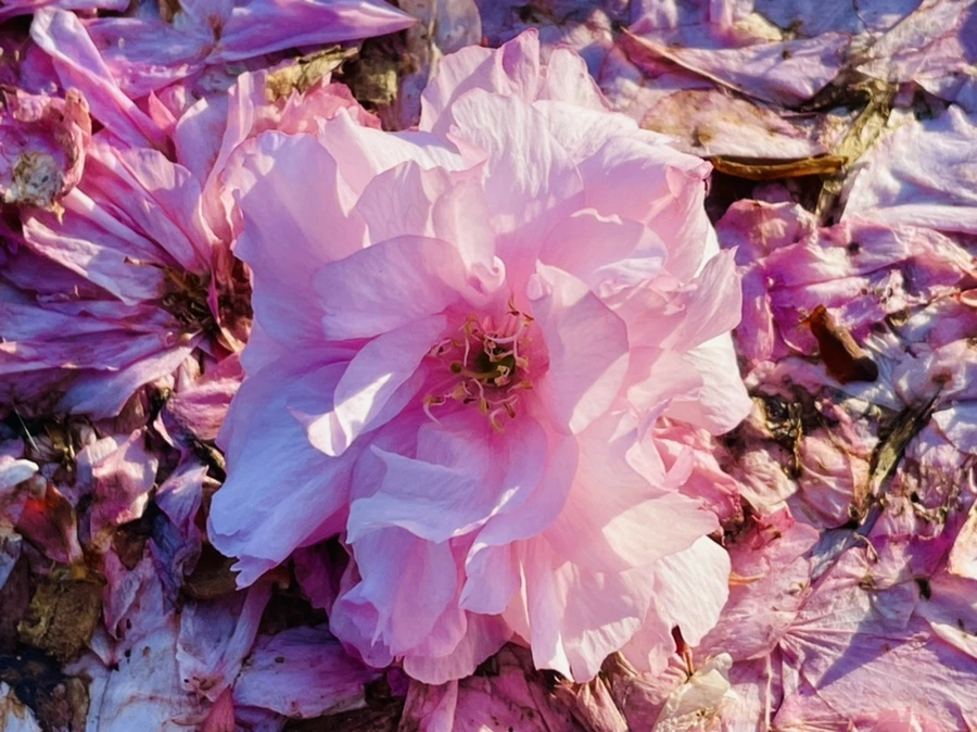 IMG_5922.jpg?type=w966