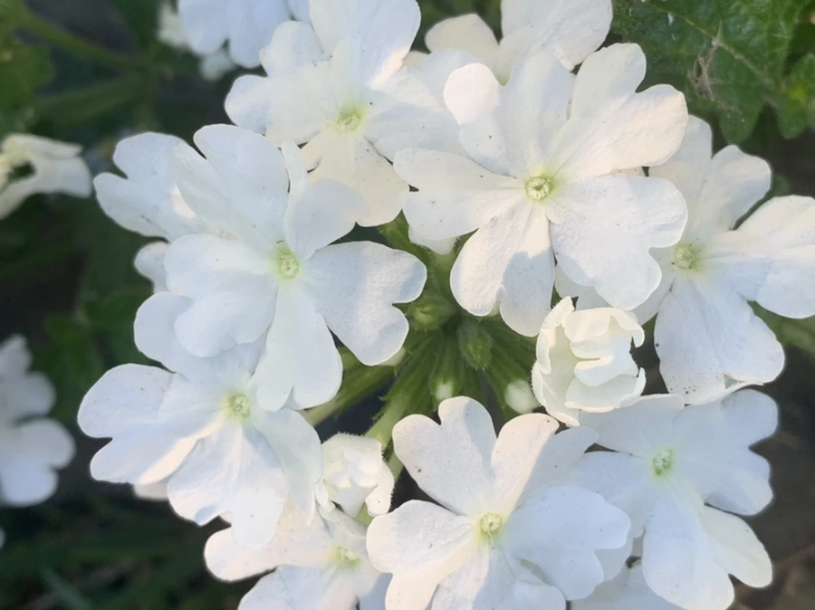 IMG_3963.jpg?type=w966