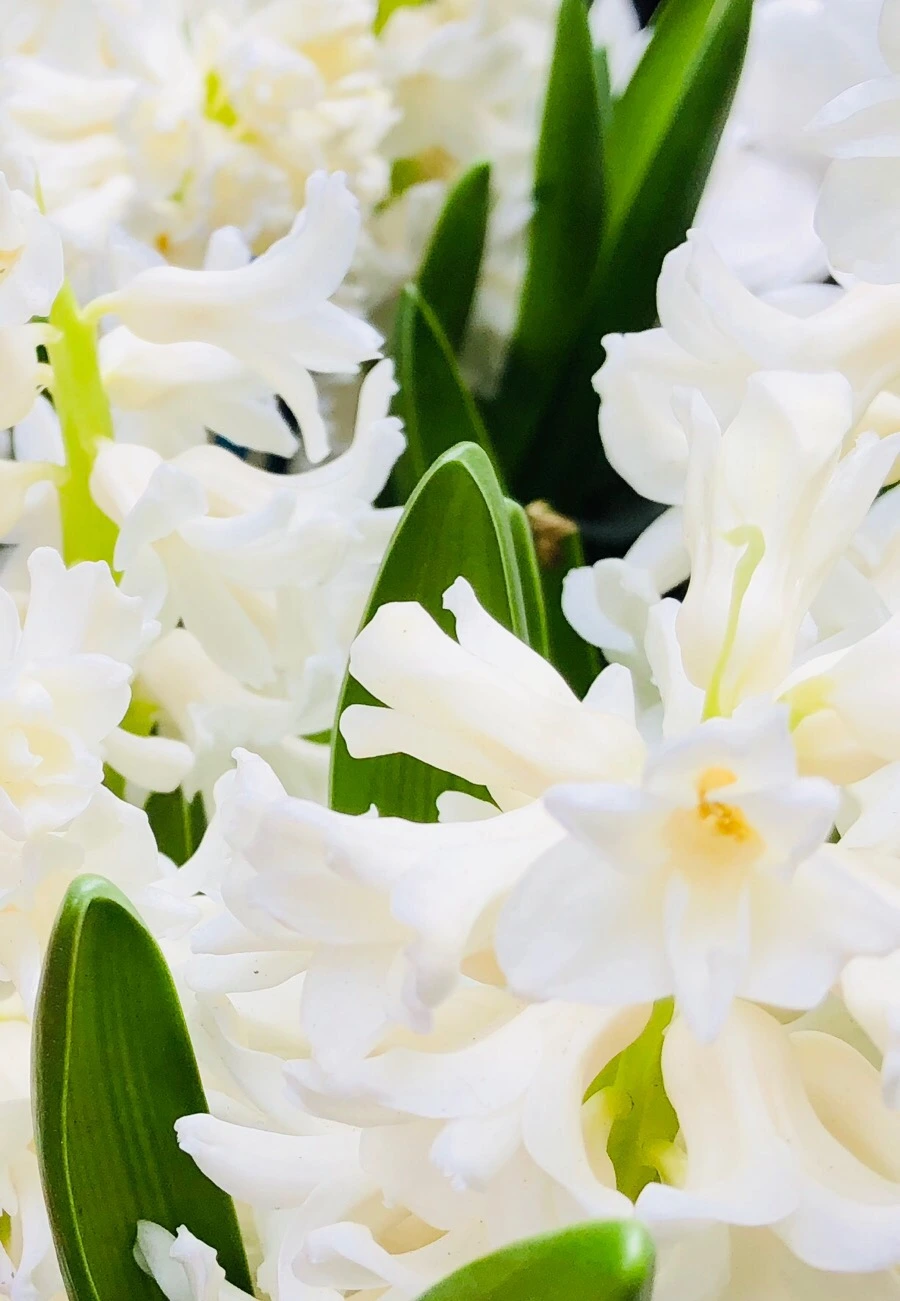 IMG_4090.jpg?type=w966