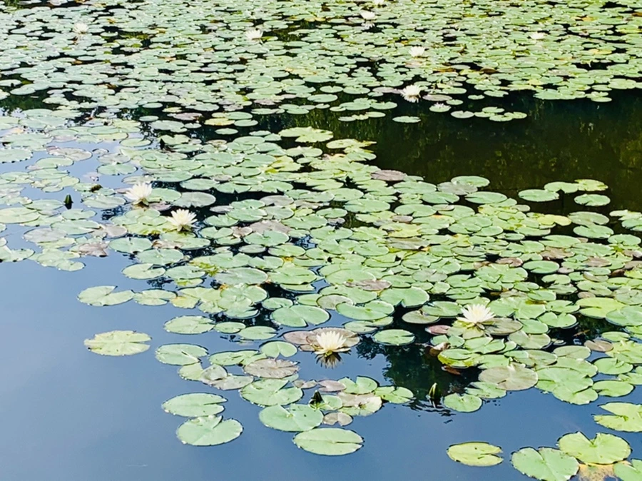 IMG_1303.jpg?type=w966