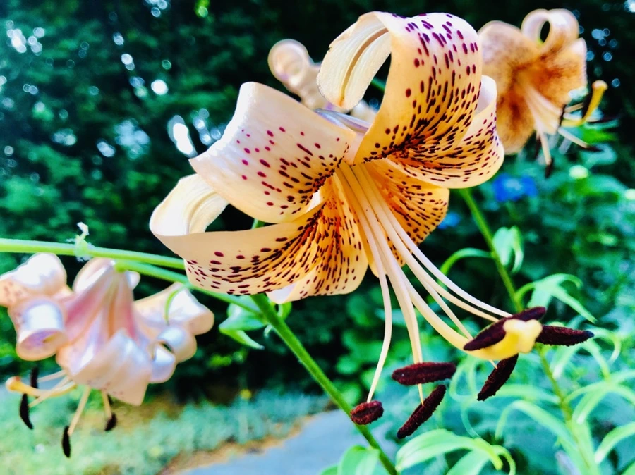 IMG_0393.jpg?type=w966