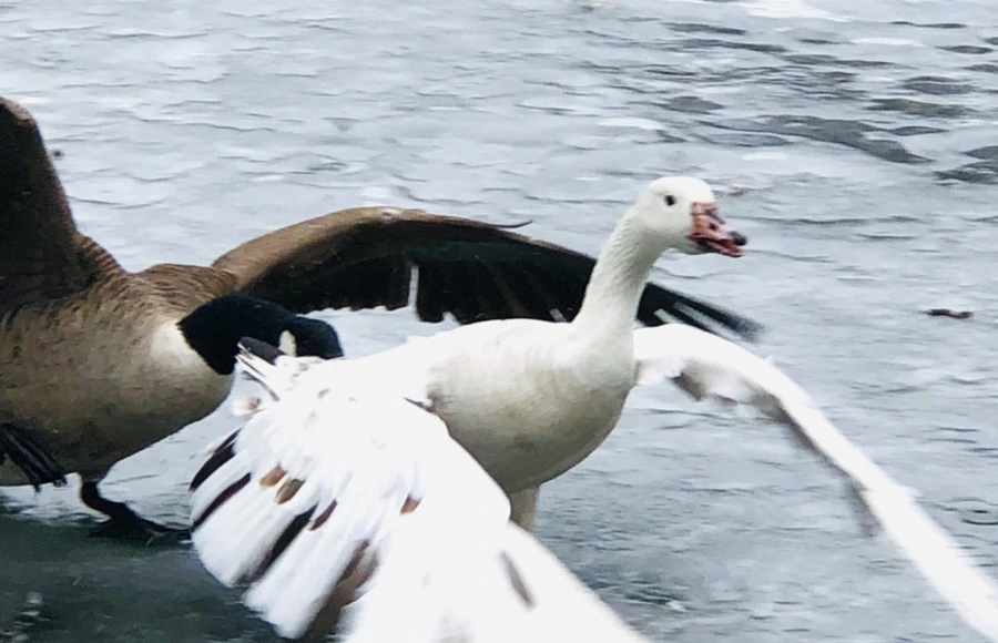 IMG_6124.jpg?type=w966