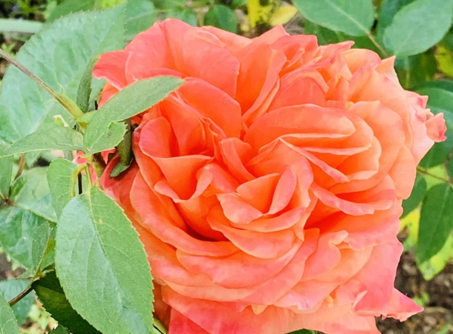 IMG_4484.jpg?type=w966