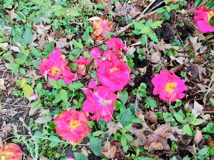 IMG_1354.jpg?type=w966