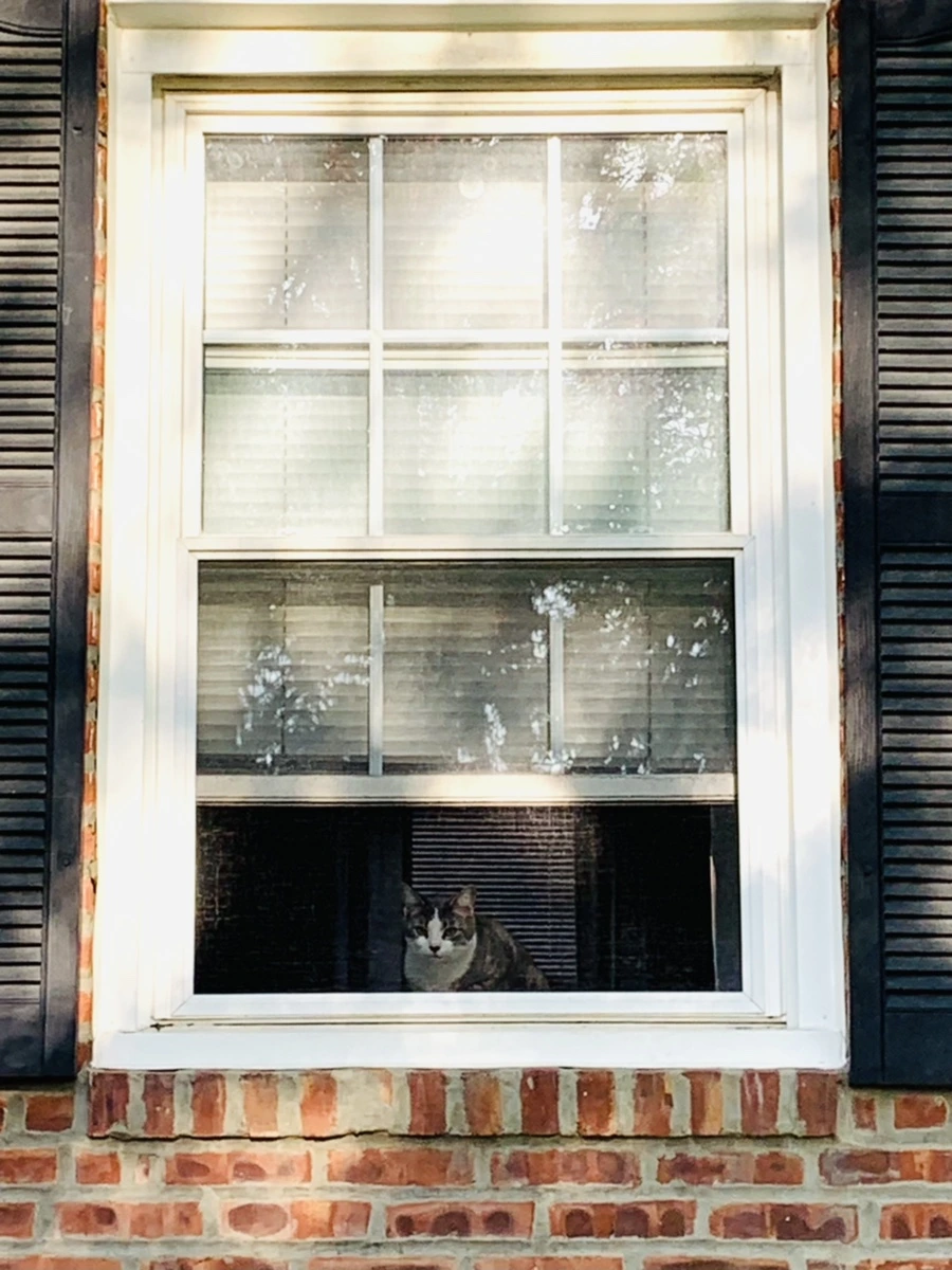 IMG_5047.jpg?type=w966