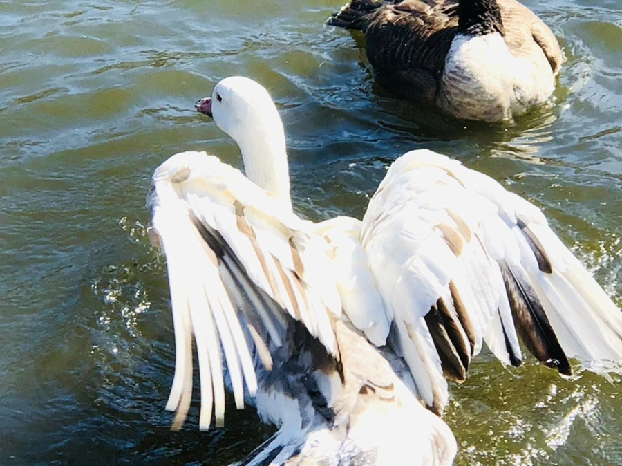 IMG_5392.jpg?type=w966