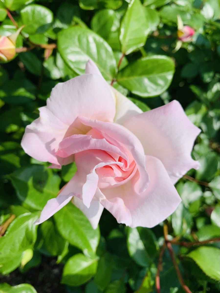 IMG_5897.jpg?type=w966