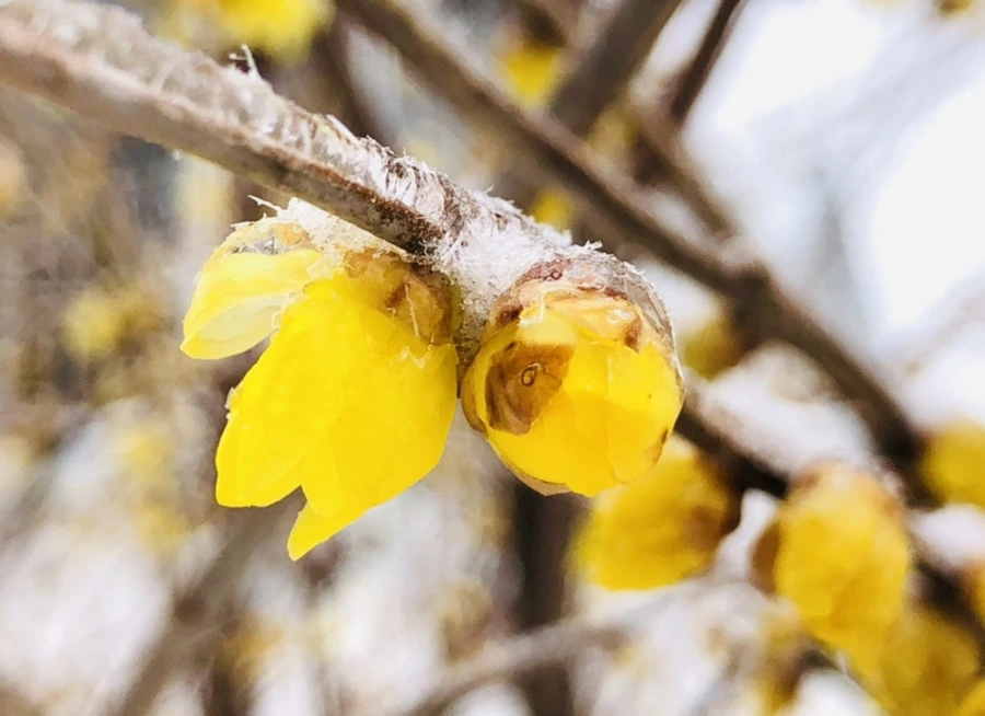 IMG_3490.jpg?type=w966