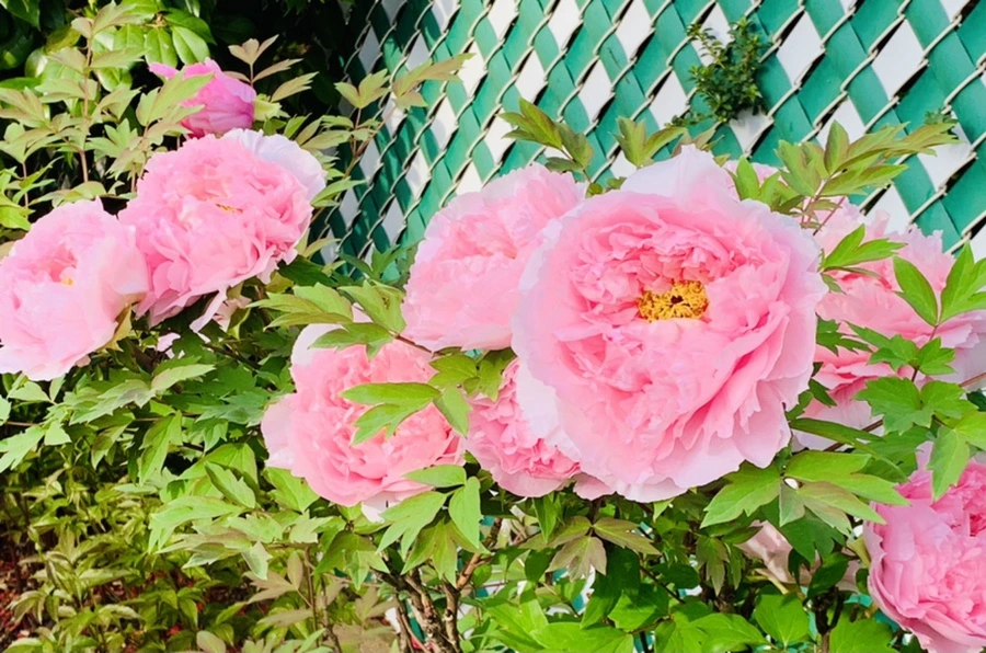 IMG_9100.jpg?type=w966