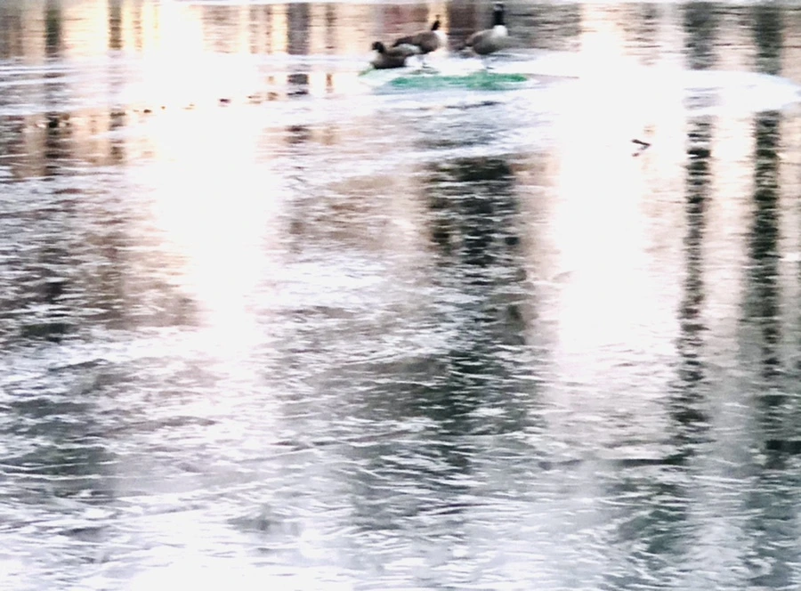 IMG_1910.jpg?type=w966