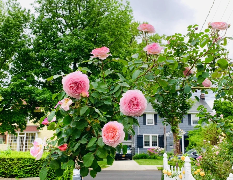 IMG_5938.jpg?type=w966