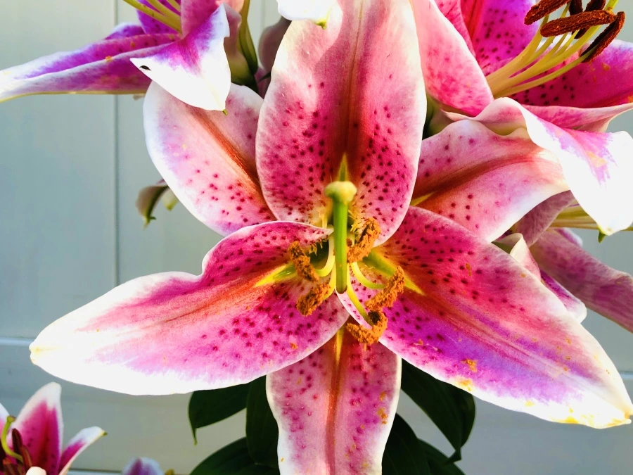 IMG_2523.jpg?type=w966