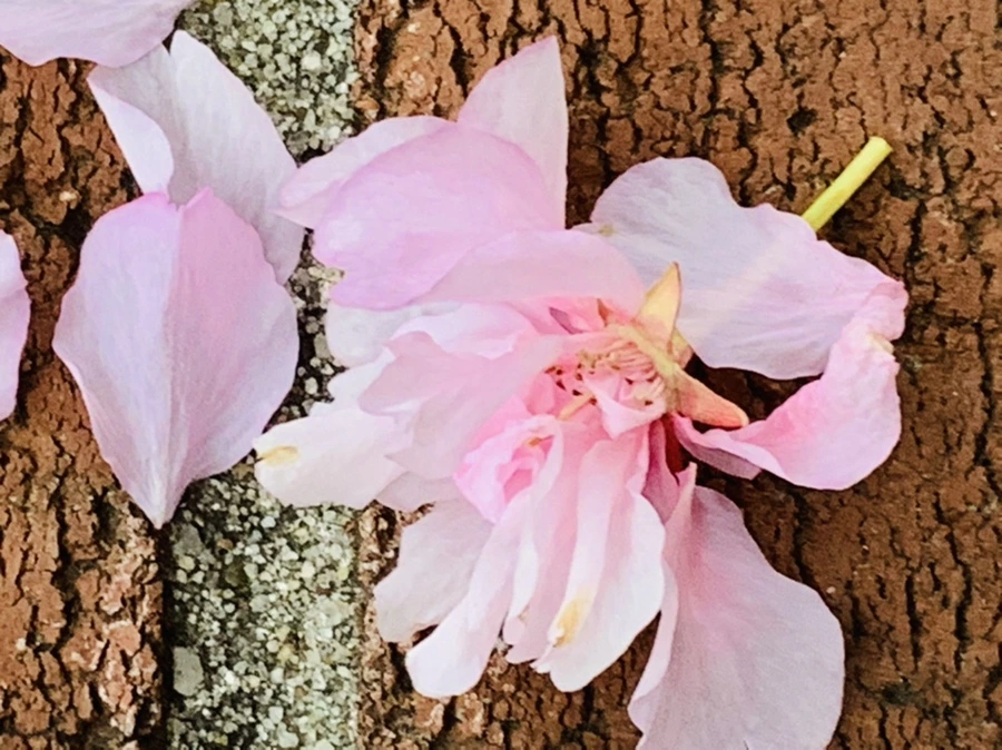 IMG_7198.jpg?type=w966