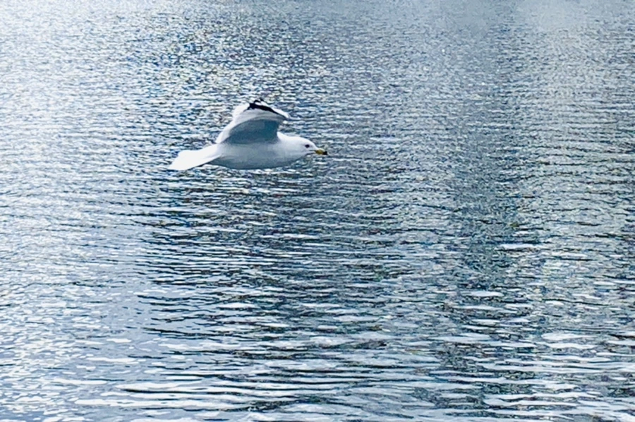 IMG_7374.jpg?type=w966