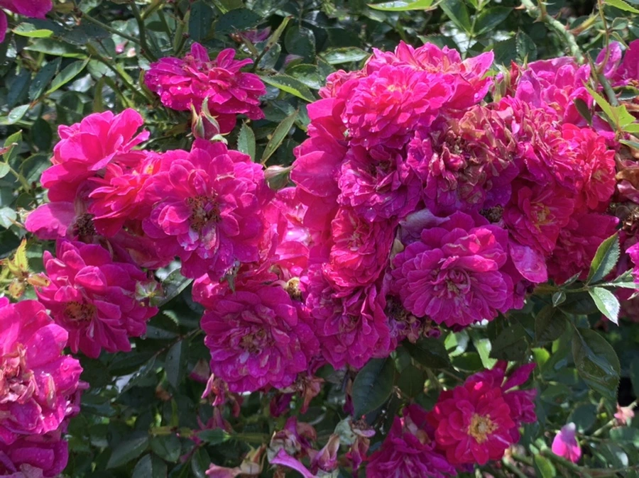 IMG_8392.jpg?type=w966