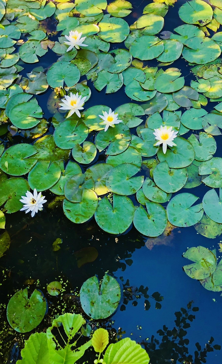 IMG_3929.jpg?type=w966