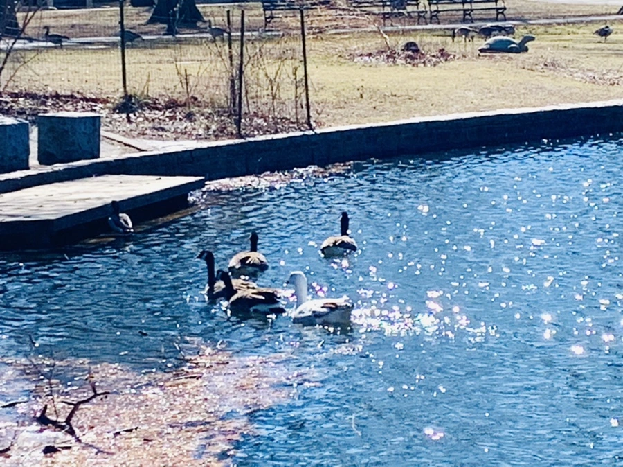 IMG_7526.jpg?type=w966