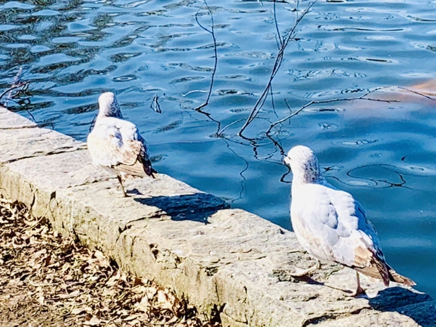 IMG_9328.jpg?type=w966