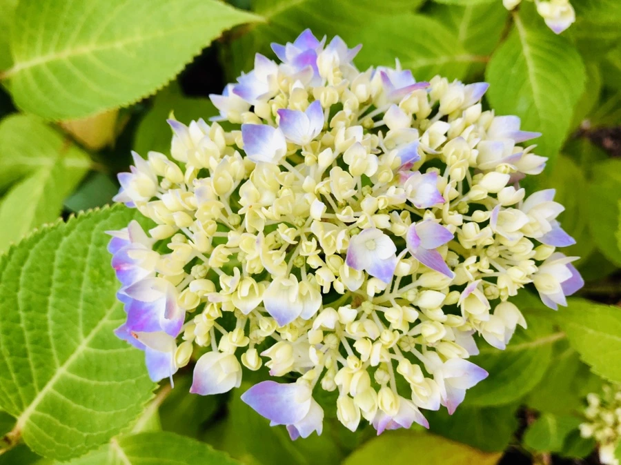 IMG_8745.jpg?type=w966