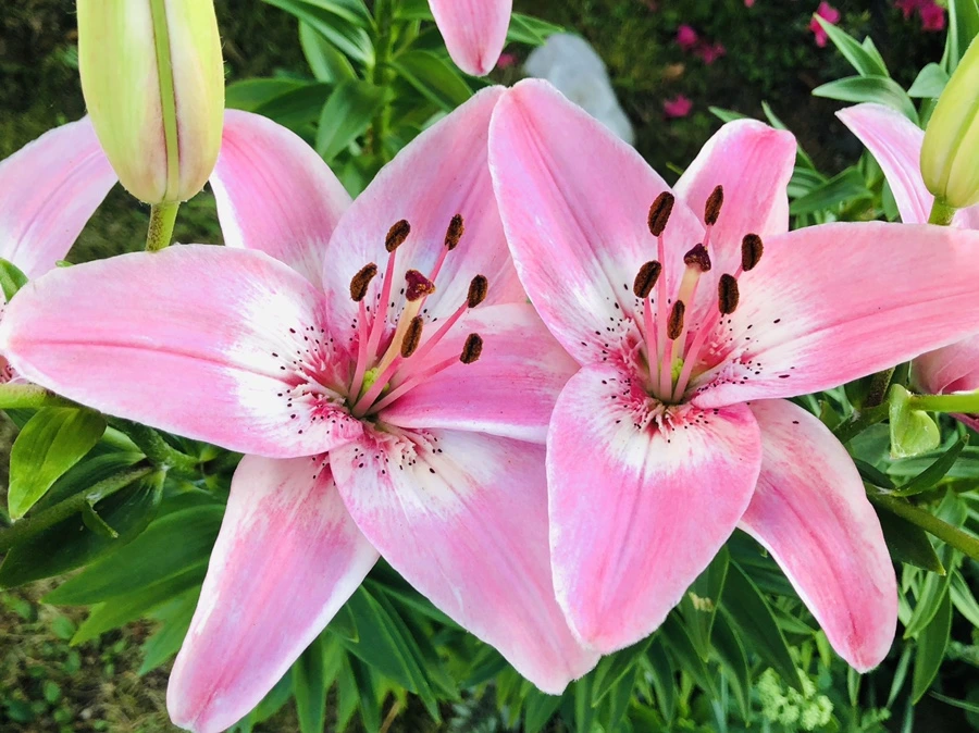 IMG_9769.jpg?type=w966