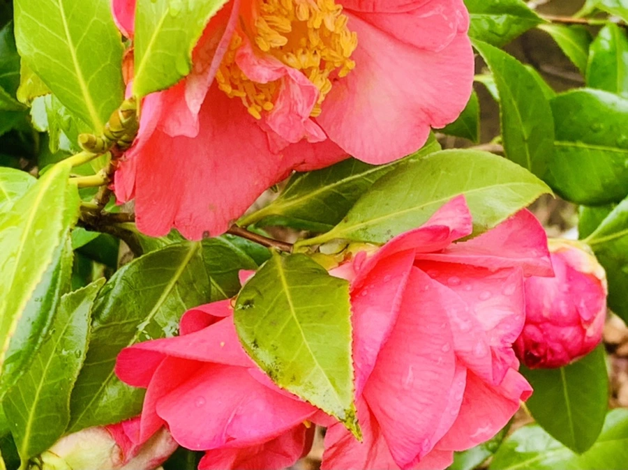 IMG_6262.jpg?type=w966